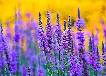 《胜利女神：新的希望》定档预告 5月22日全平台上线